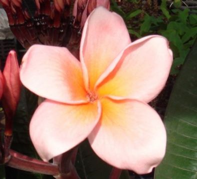 Plumeria "salmon brown"