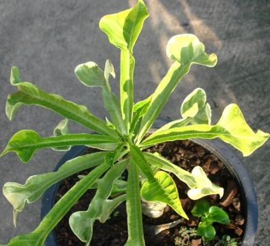 Plumeria arrow leaf variegated