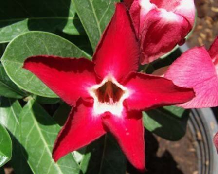 Adenium obesum "dao mongkol" - pouštní růže