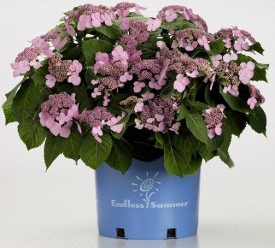 Hydrangea endless summer ® twist-n-shout ™