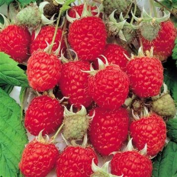 Rubus idaeus "zeva III" - maliník remontantní, červený