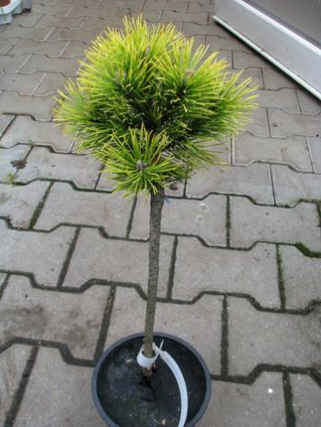 Pinus mugo "winter gold"