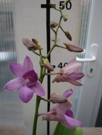 Dendrobium hybrid č.2