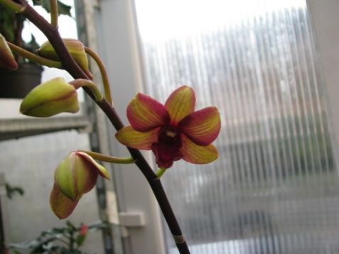 Dendrobium hybrid č.12
