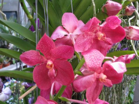 Vanda hybrid č.10