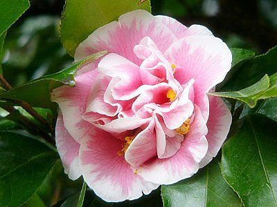 Camellia "elizabeth dowd silver" - kamélie