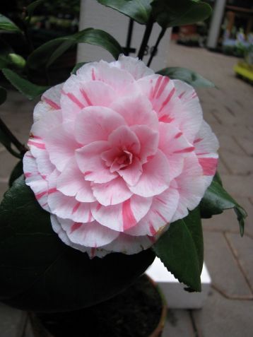Camellia "lavinia maggi"