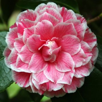 Camellia "herme"
