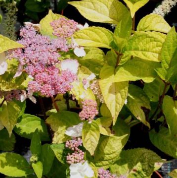 Hydrangea serrata "golden sunlight"