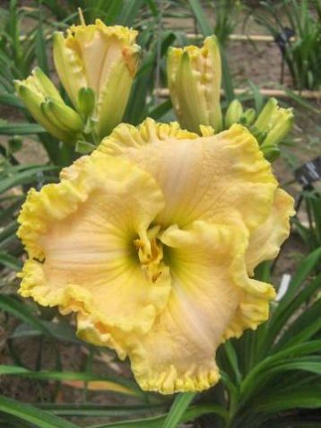 Hemerocallis "green mystique"