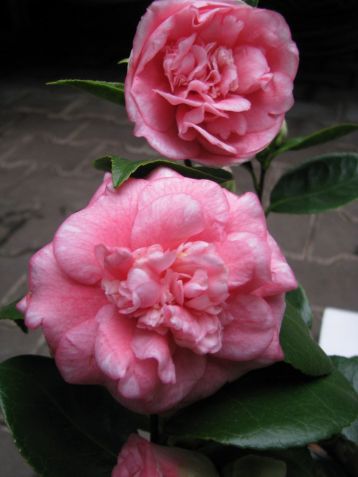 Camellia "down"s early light"