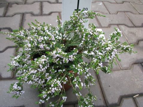 Thryptomene racemulosa