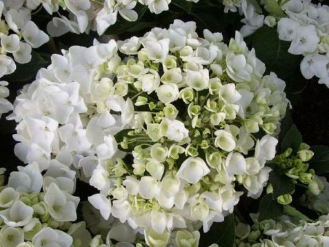 Hydrangea macr. "hovaria holibel" - hortenzie