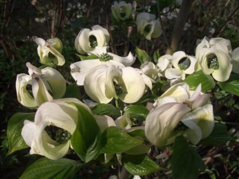 Cornus florida "white cloud 9"