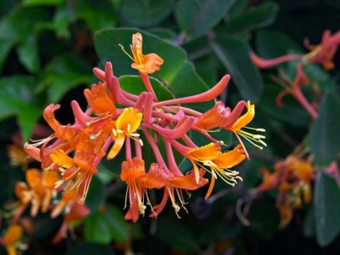 Lonicera brownii