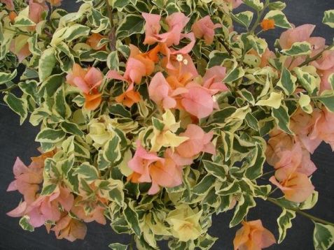 Bougainvillea "delta dawn" - bugenvilea