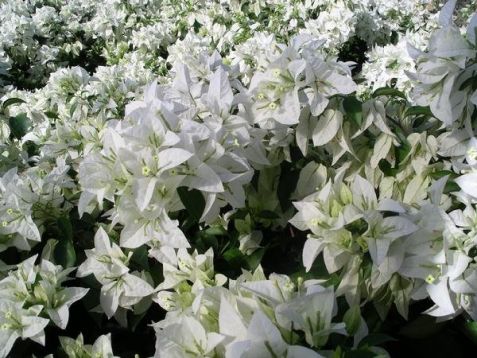 Bougainvillea "mauna kea"
