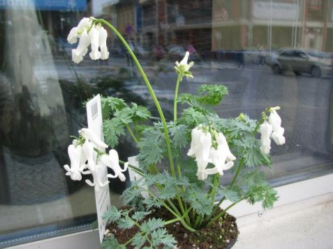 Dicentra eximia "ivory hearts"