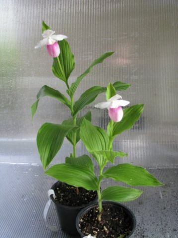 Cypripedium reginae - střevíčník venkovní