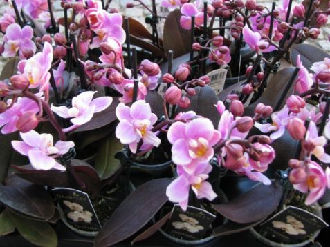 Mini phalaenopsis with burgundy leaf