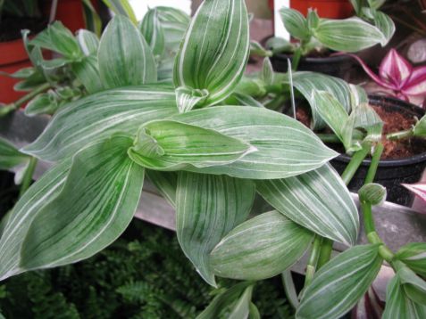 Tradescantia fluminensis "quicksilver" - poděnka, tradeskancie