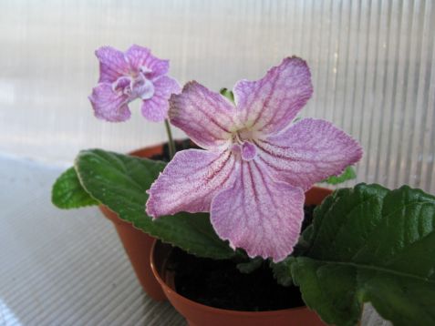 Streptocarpus "jive"