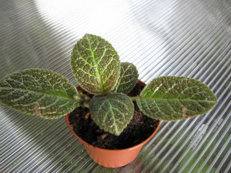 Episcia "tiger stripe"