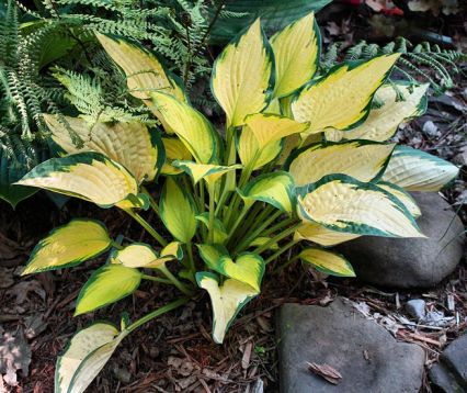 Hosta "orange marmelade" - bohyška