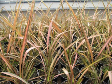 Phormium tenax "sunrise"