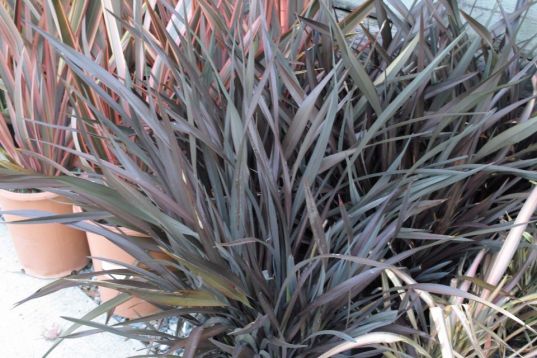 Phormium tenax "platts black"