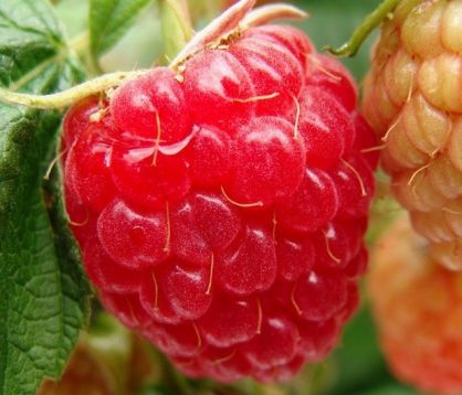Rubus idaeus "wilamette"