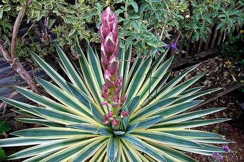 Yucca gloriosa variegata