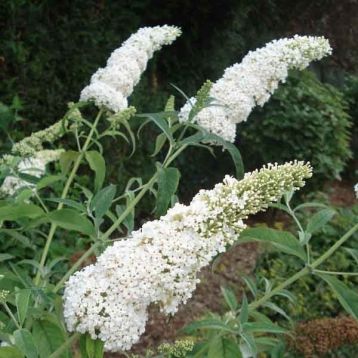 Buddleja davidii "white profusion"