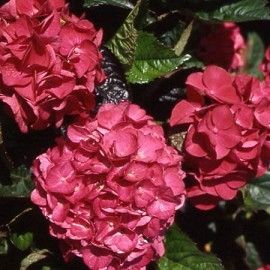 Hydrangea macrophylla "merveille sanguine" - hortenzie