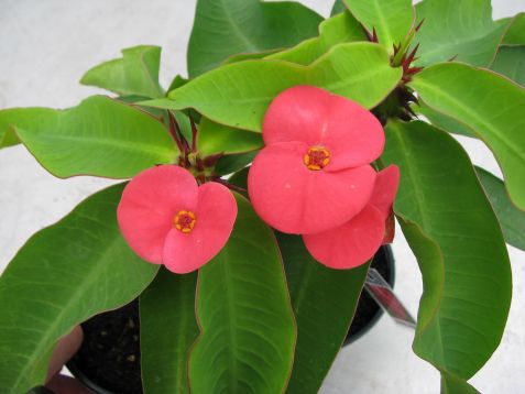 Euphorbia millie "manee jintana"