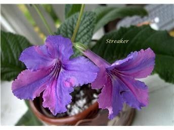 Streptocarpus "streaker"
