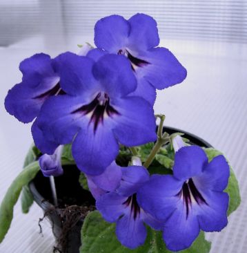 Streptocarpus "nadiezhda"