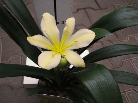 Clivia miniata "citrina" - klívie, řemenatka žlutá