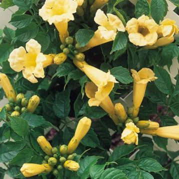 Campsis radicans "flava" - trubač