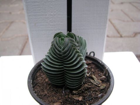 Crassula "buddha´s temple" - tlustice