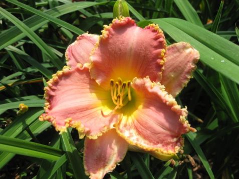 Hemerocallis "heavenly pink fang" - denivka