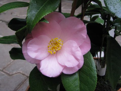 Camellia "berenice boddy"