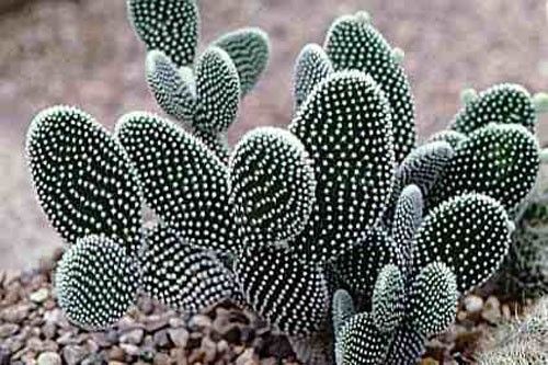 Opuntia microdasys albispina - opuncie