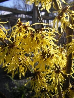 Hamamelis intermedia "arnold promise"