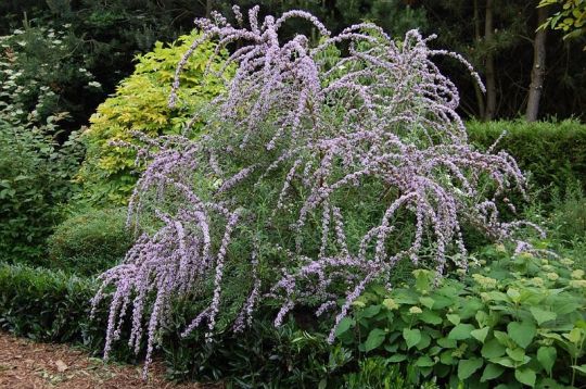 Buddleja alternifolia - motýlokvět, komule