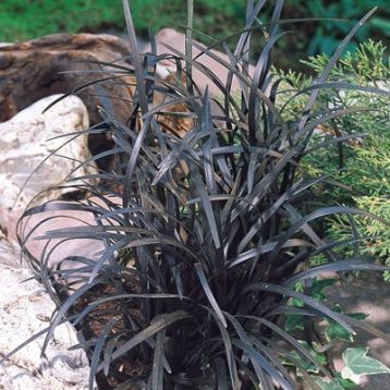 Ophiopogon planiscapus niger - černý sedoulek