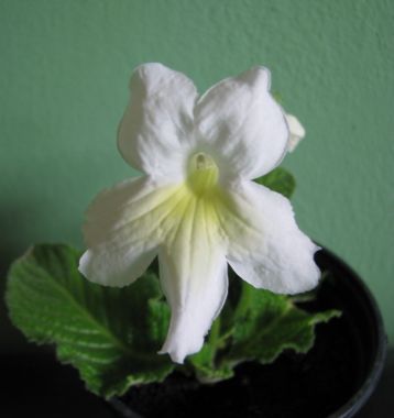 Streptocarpus "malibu"