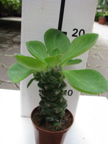 Euphorbia ritchiei