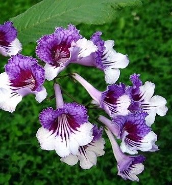 Streptocarpus "ksiusha"