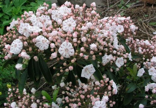 Kalmia latifolia "vanilla cream"